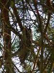 FZ024999 Long-eared owl (Asio otus) in tree.jpg